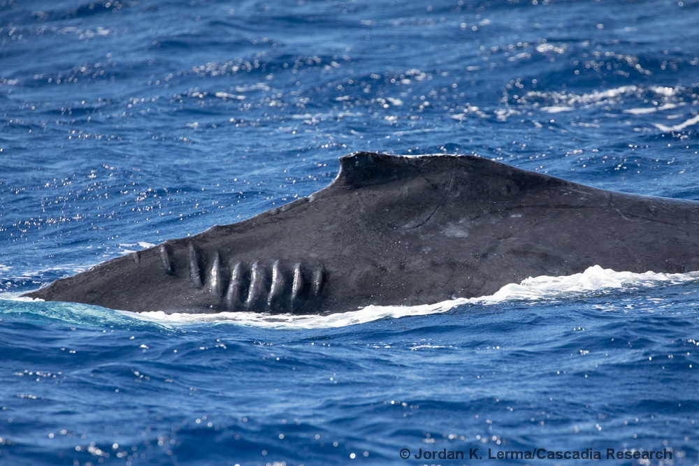 humpback whale, ship strike, prop marks, Kauai, Hawaii