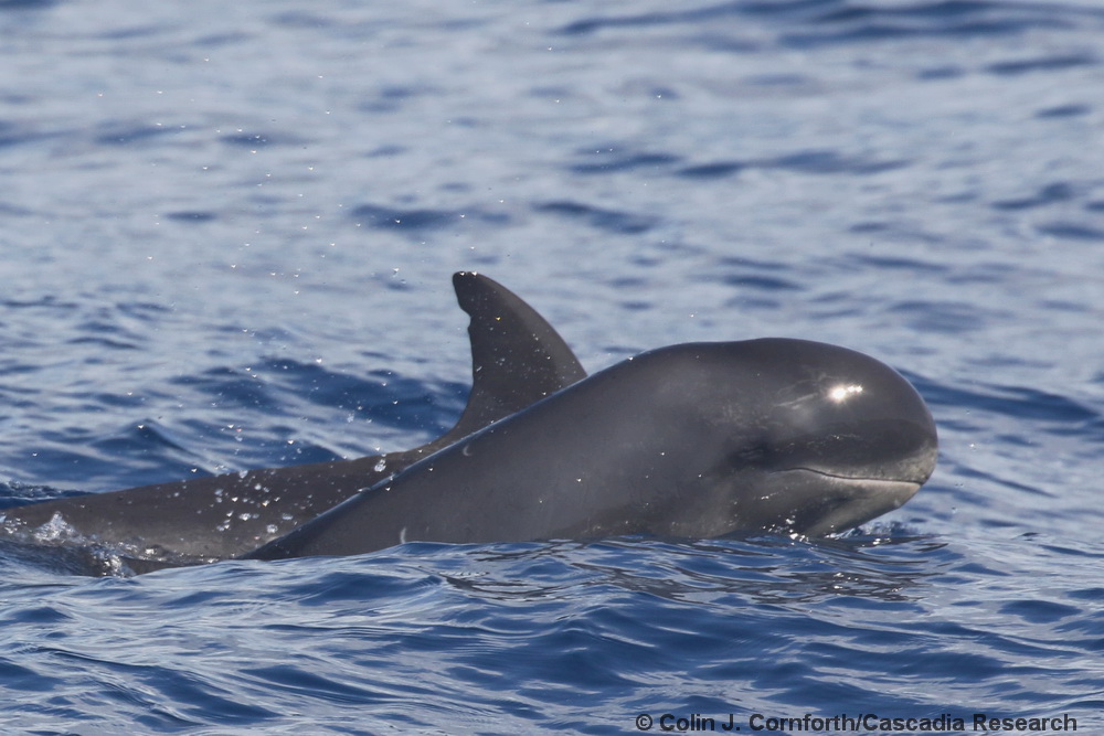 pygmy killer whale, Feresa, Kauai, Hawaii