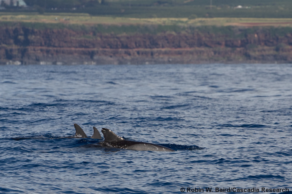 Feresa, Kauai, Hawaii, pygmy killer whale