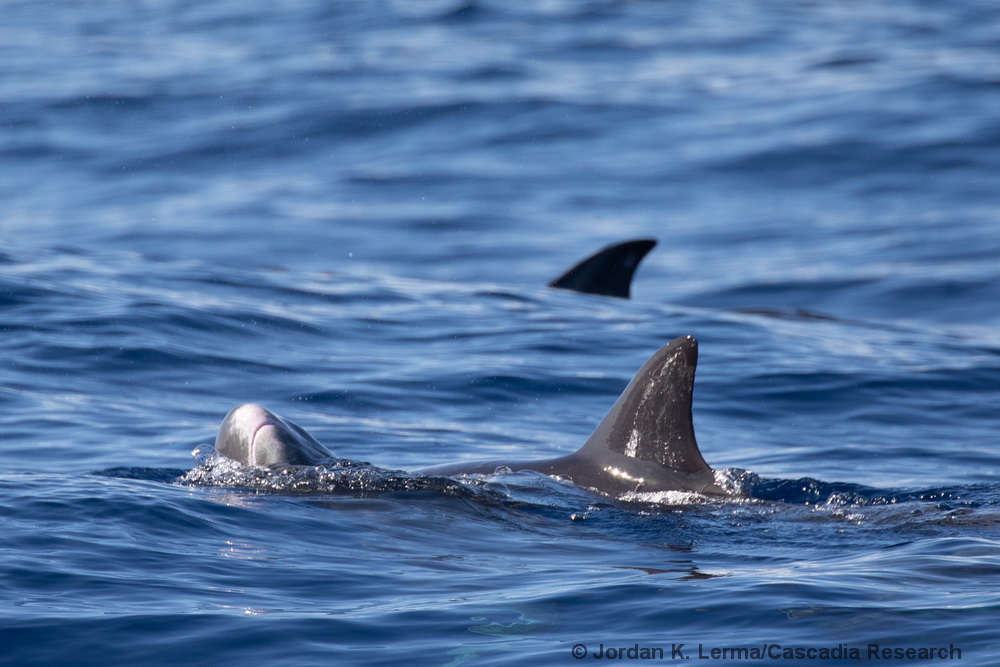 Pygmy killer whale, Feresa, Kauai, Hawaii