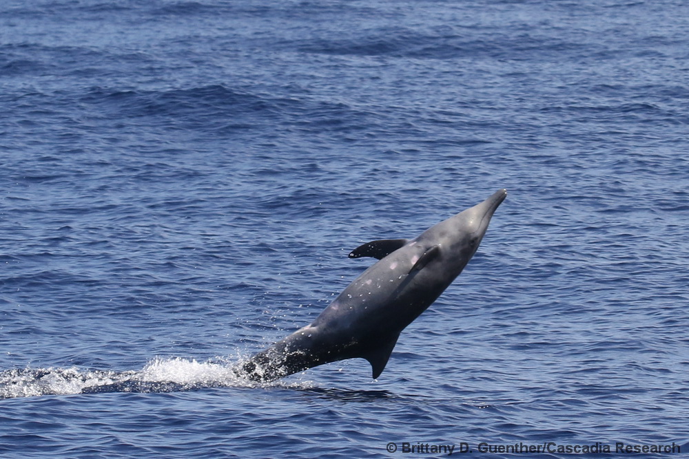 rough-toothed dolphin, Kauai, Hawaii