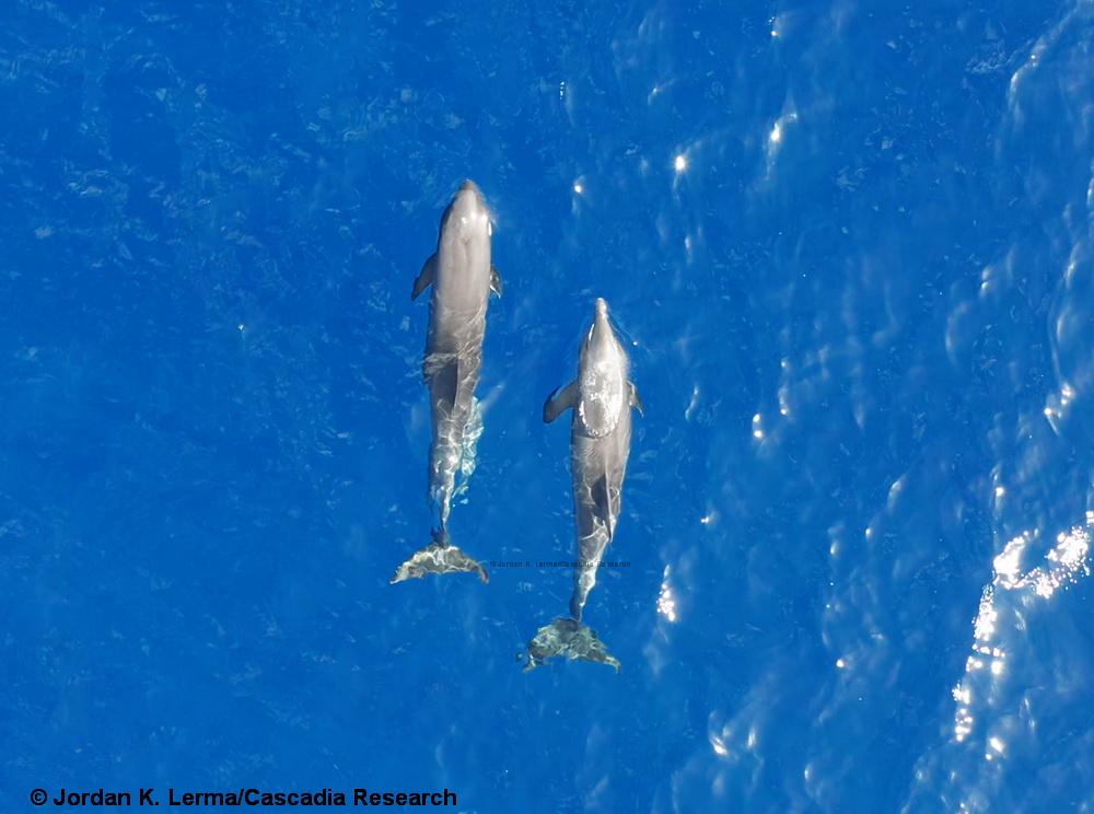 hybrid, Hawaii, Kauai, dolphin, whale, rough-toothed dolphin, melon-headed whale