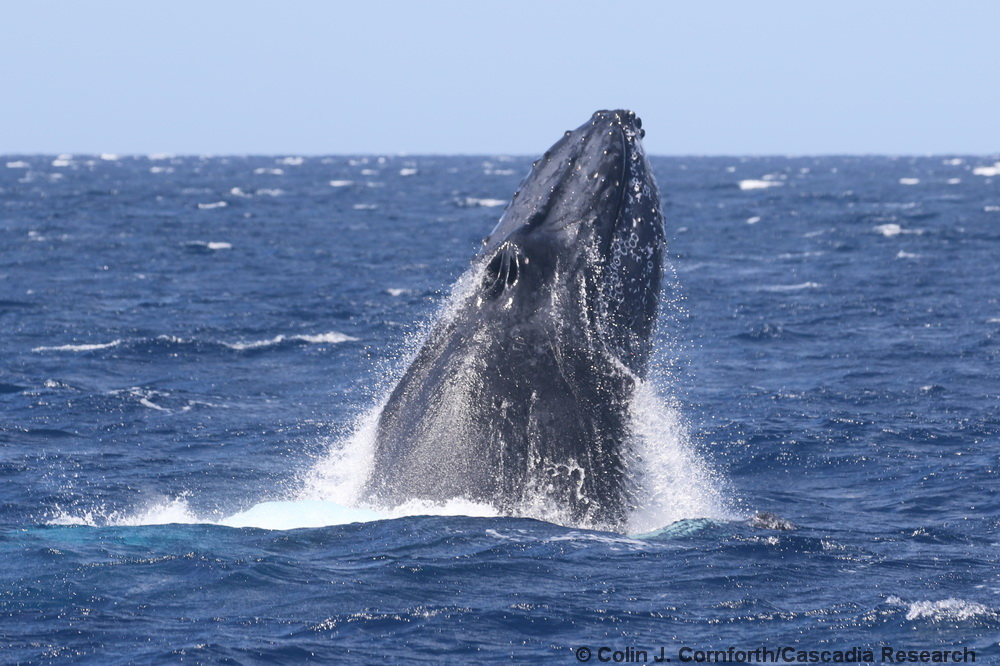 humpback whale, Hawaii, Kauai, competitive group