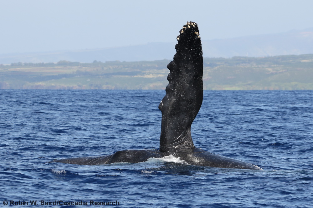 humpback whale, pec slap, Hawaii, Kauai