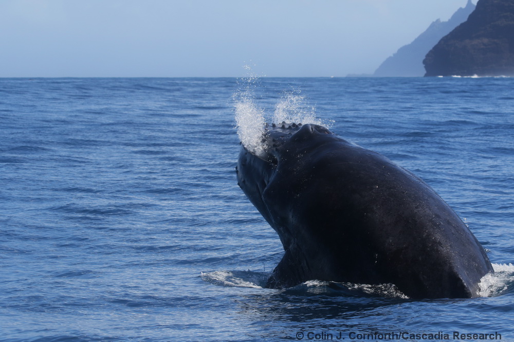 Humpback whale, Kauai, Hawaii, competitive group, Megaptera