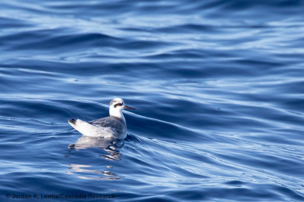 Red Phalarope, Hawaii, Kauai, phalarope