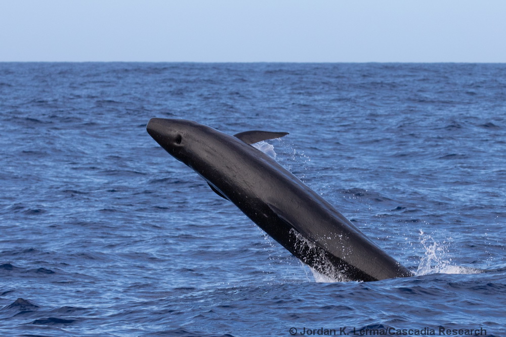 false killer whale, Pseudorca, Kauai, Hawaii