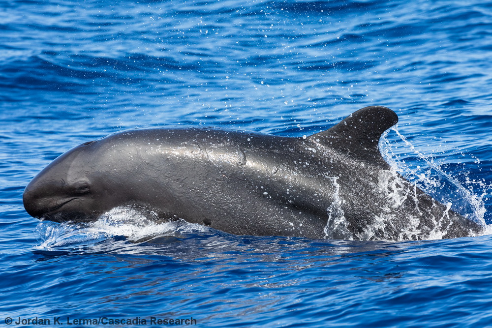 false killer whale, Pseudorca, Kauai, Hawaii