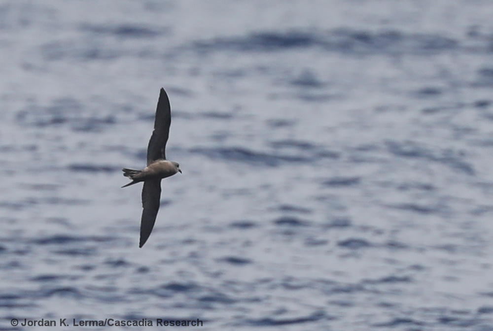 Tristram's Storm Petrel, Kauai, Hawaii