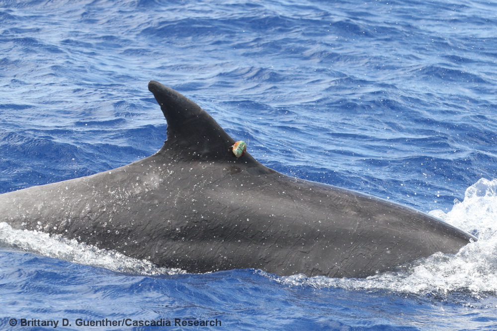 bottlenose dolphin, Tursiops truncatus, Kauai, Hawaii, tagging, satellite tag, SPLASH10, LIMPET, tag