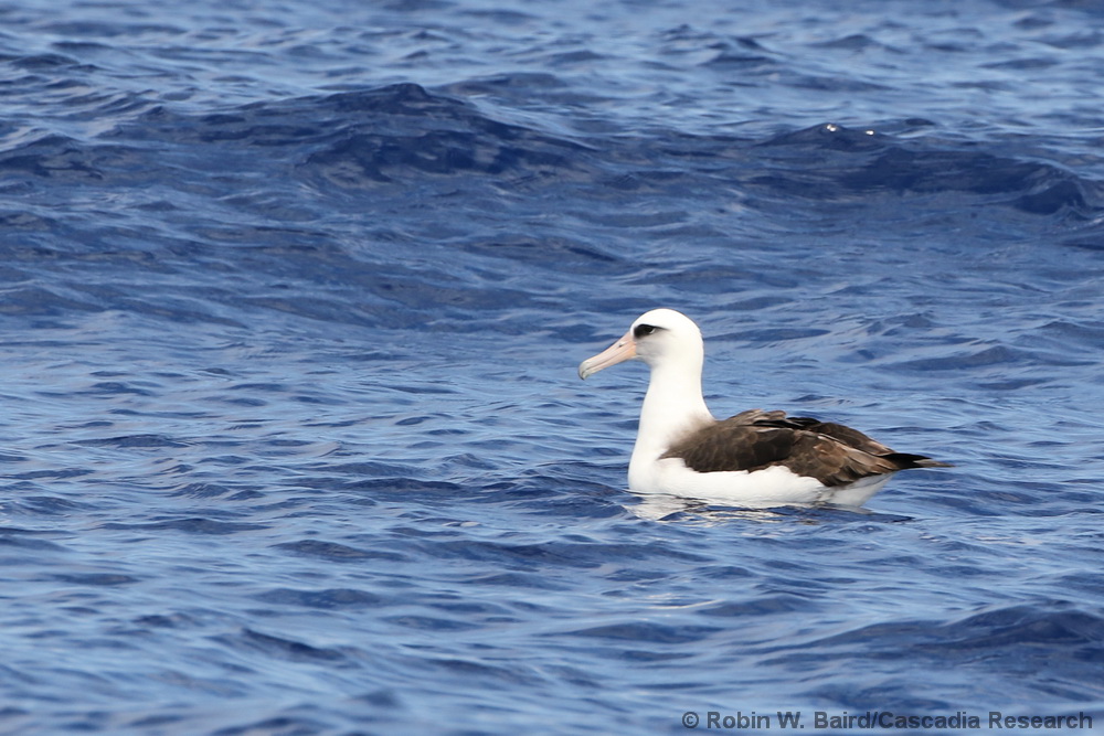 Laysan Albatross, seabird, Kauai, Hawaii