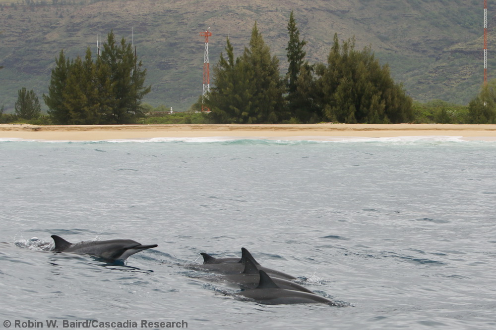 spinner dolphin, Stenella longirostris, Kauai, Hawaii
