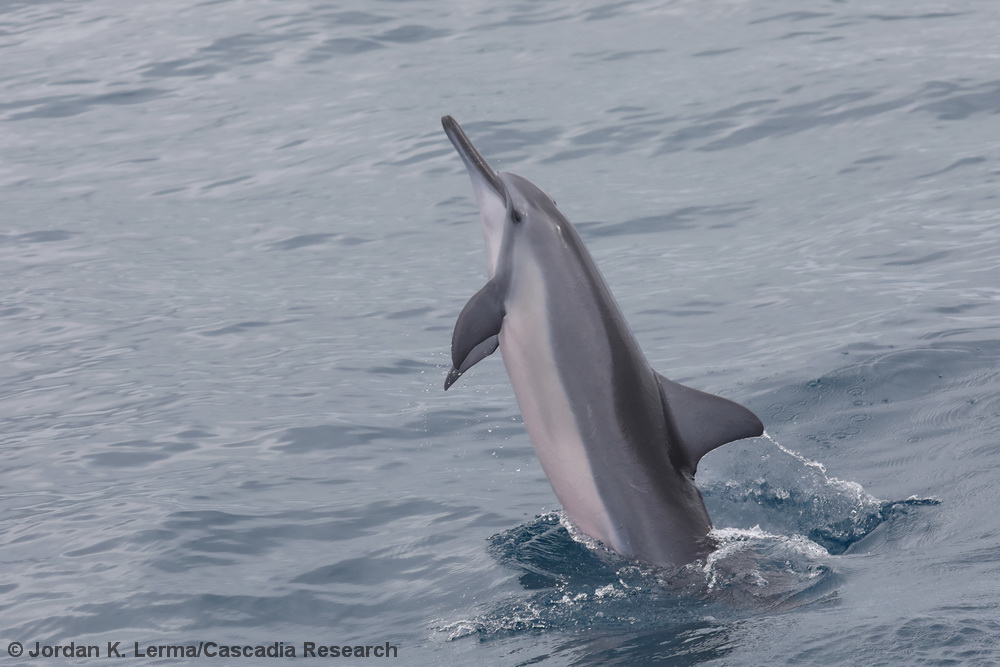 spinner dolphin, Stenella longirostris, Kauai, Hawaii