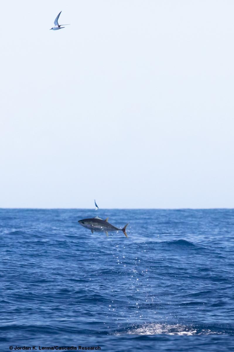 Sooty Tern, Tuna, Flying fish, food web, Kauai, Hawaii