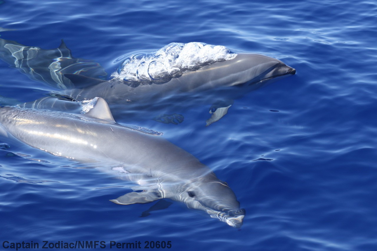 Fraser's dolphin, Lagenodelphis hosei, Hawaii, Kona