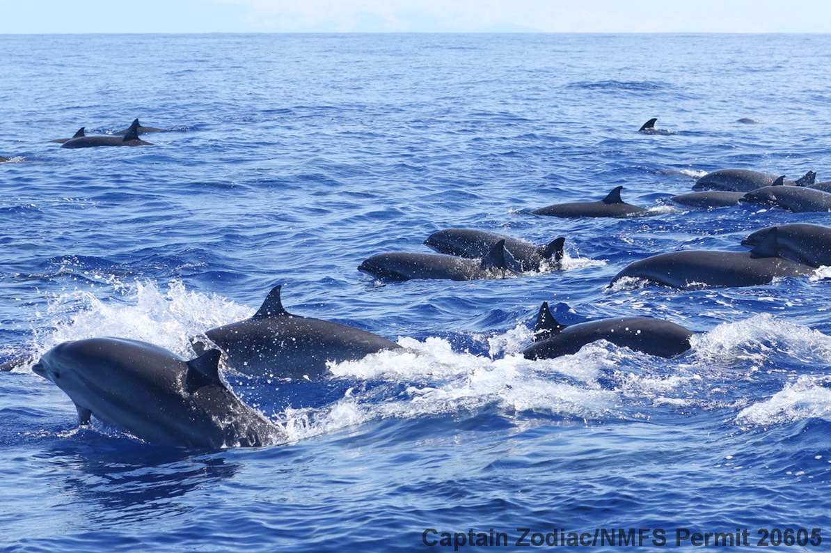 Fraser's dolphin, Lagenodelphis hosei, Kona, Hawaii