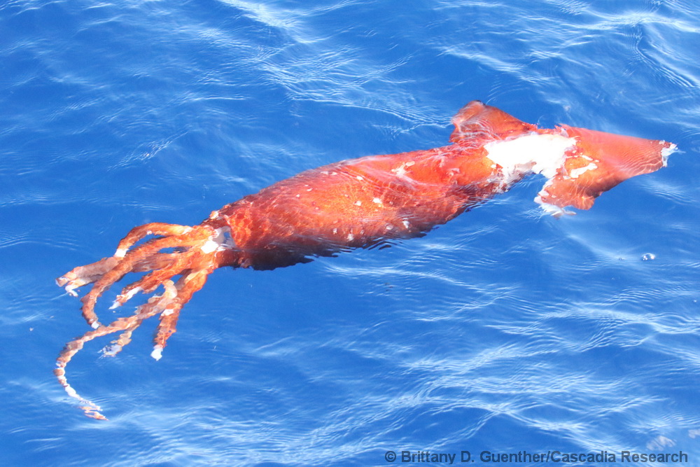 squid, Hawaii, Kona, cephalopod