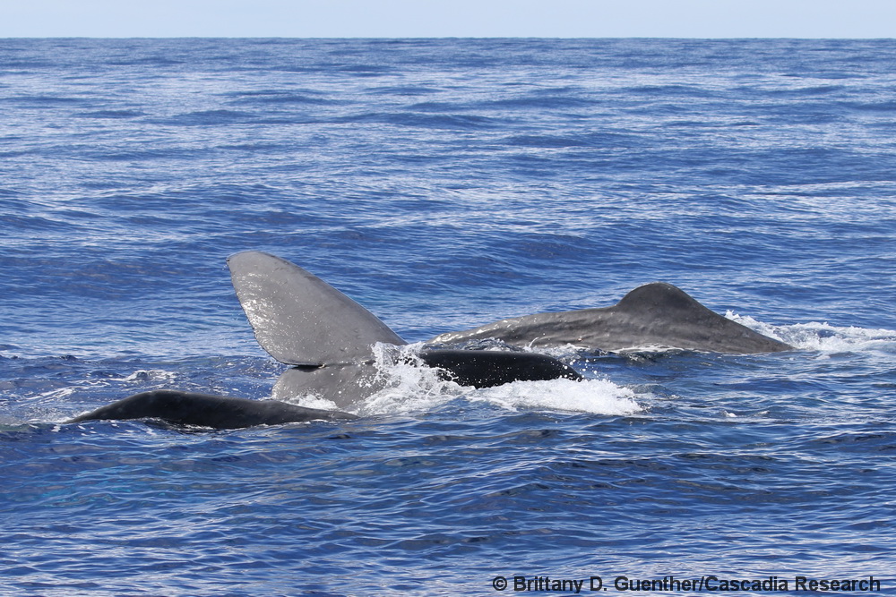 sperm whale, Physeter, Hawaii