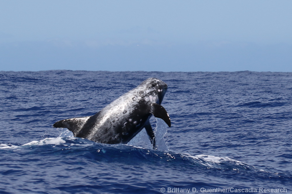 Grampus, Risso's dolphin, Hawaii, Kona, breach