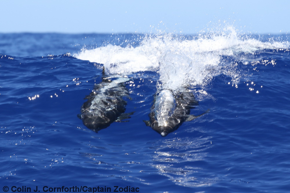 Grampus, Risso's dolphin, Hawaii, Kona, surfing, dolphin