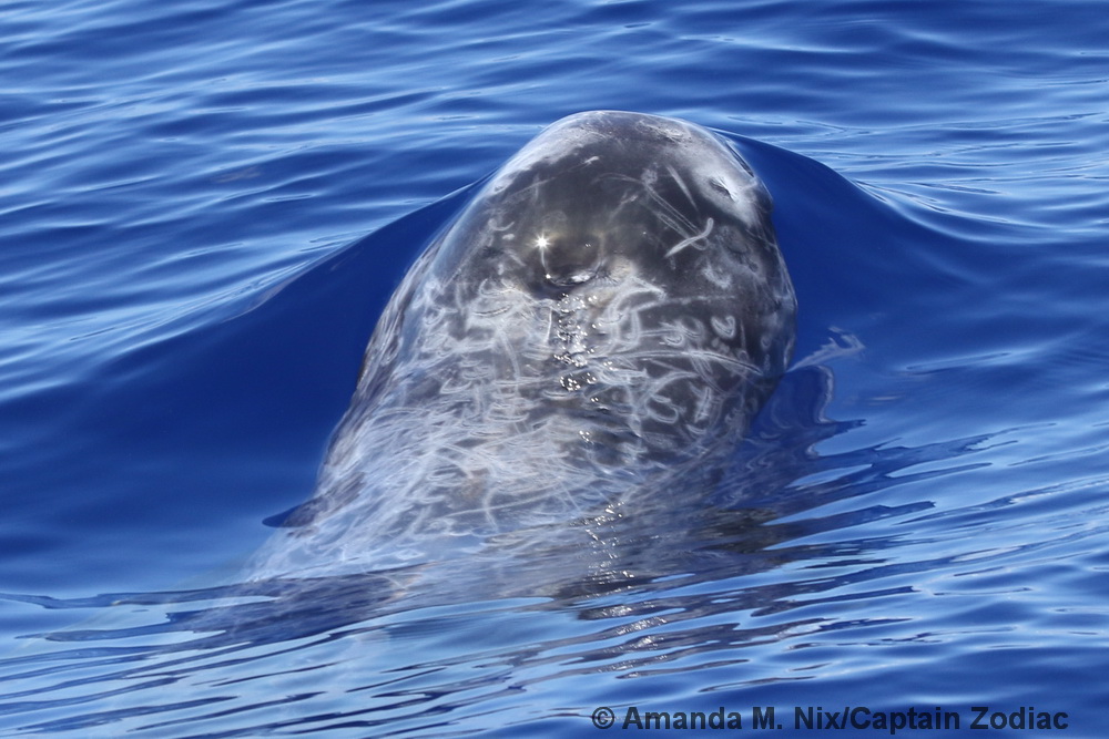 Risso's dolphin, Hawaii, Grampus, Kona
