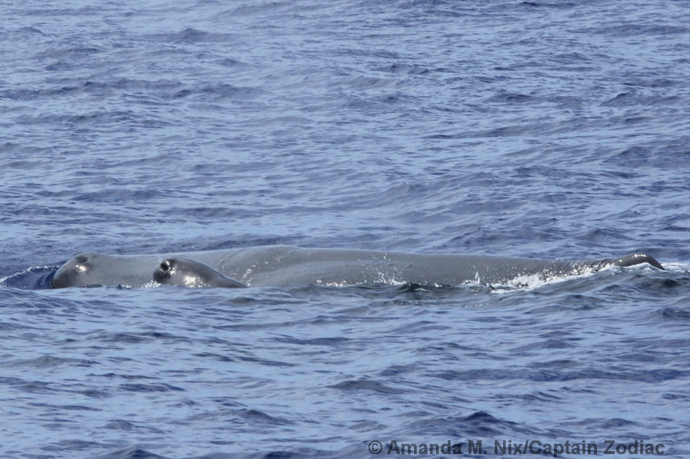 sperm whale, Physeter, Hawaii