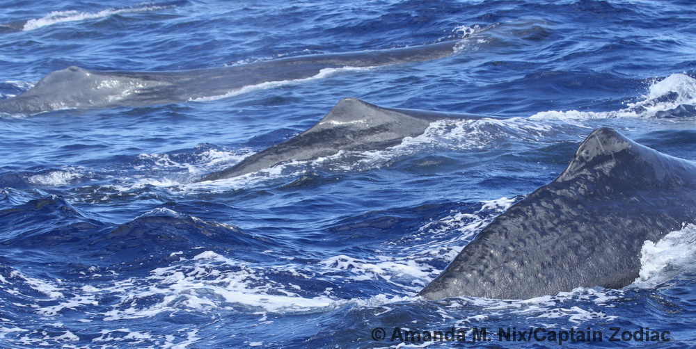 sperm whale, Physeter, Hawaii