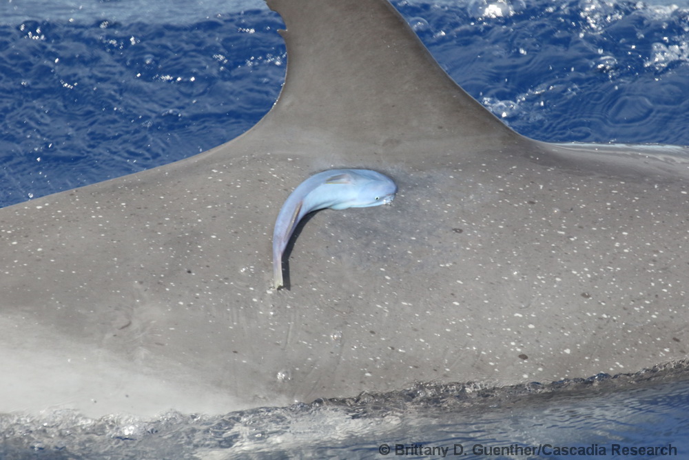 Remora, spotted dolphin, Stenella attenuata, Hawaii
