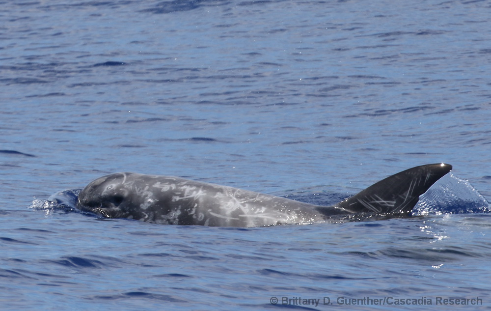 Risso's dolphin, Hawaii, Grampus, Kona