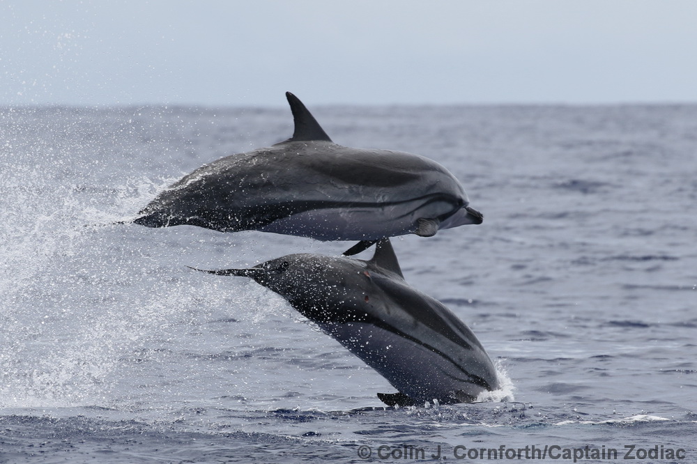 Striped dolphin, Stenella coeruleoalba, Hawaii, Kona 