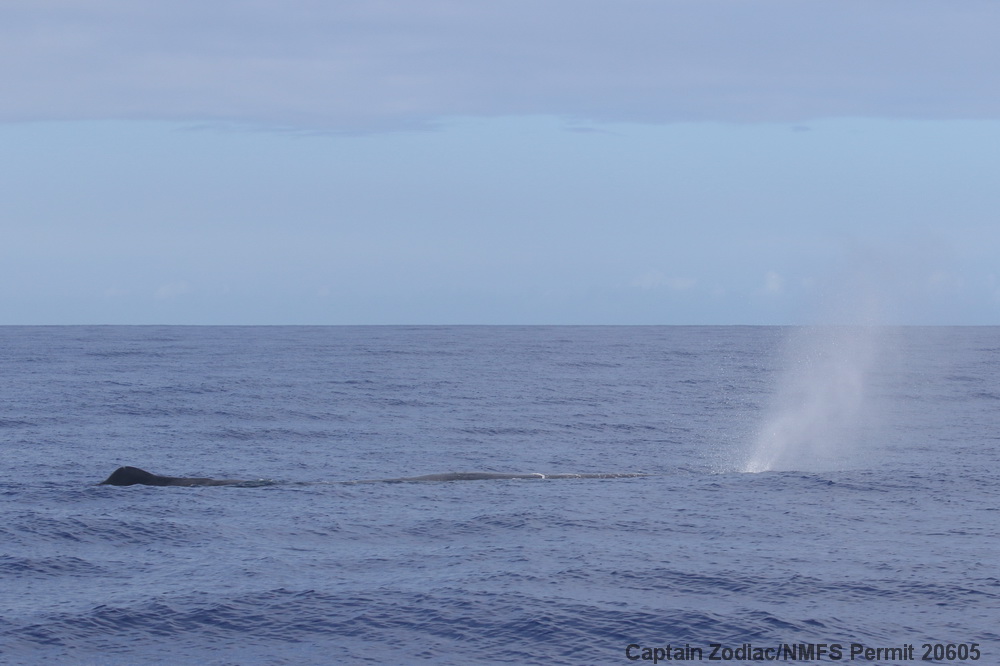 sperm whale, Physeter, Hawaii