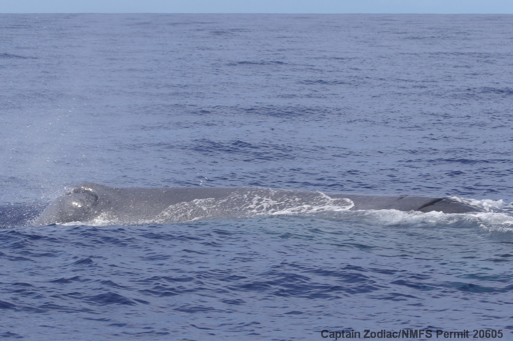 sperm whale, Physeter, ship strike, prop wound, Hawaii, Kona