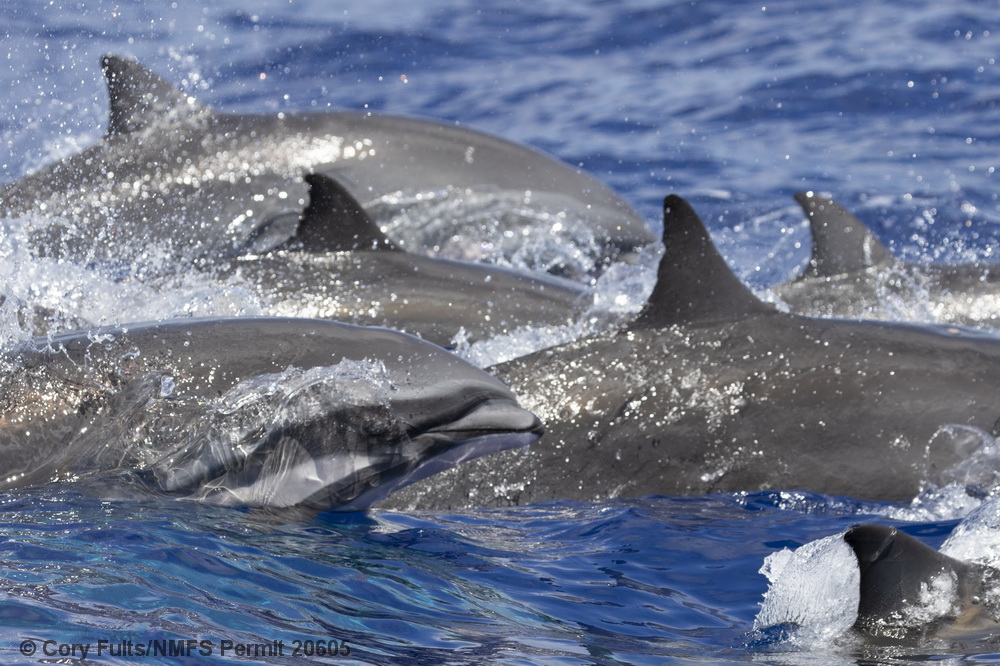 Fraser's dolphin, Lagenodelphis, Hawaii