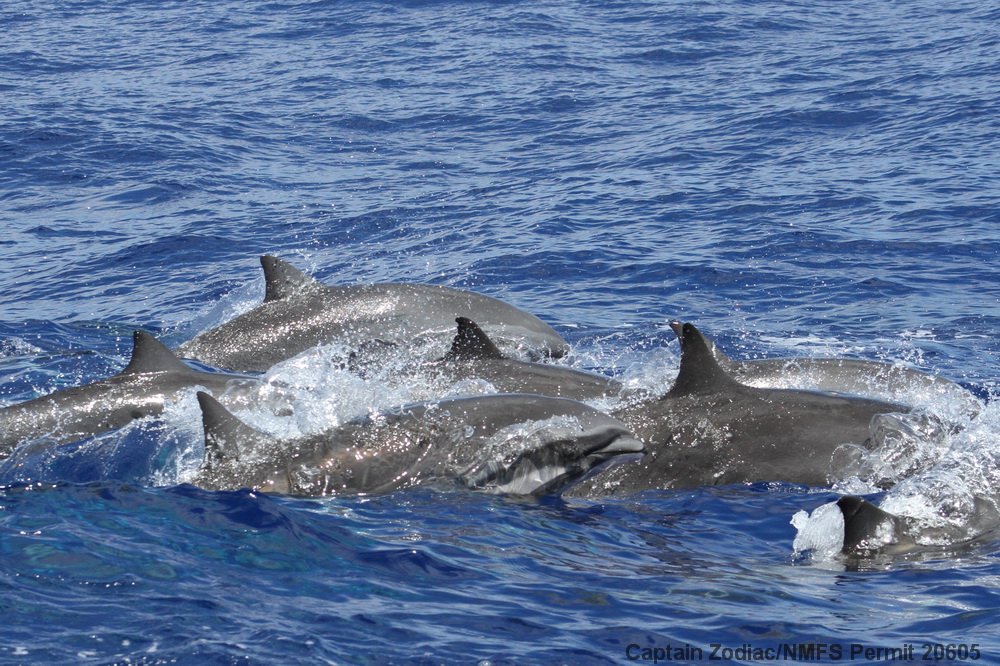 Fraser's dolphin, Lagenodelphis, Hawaii