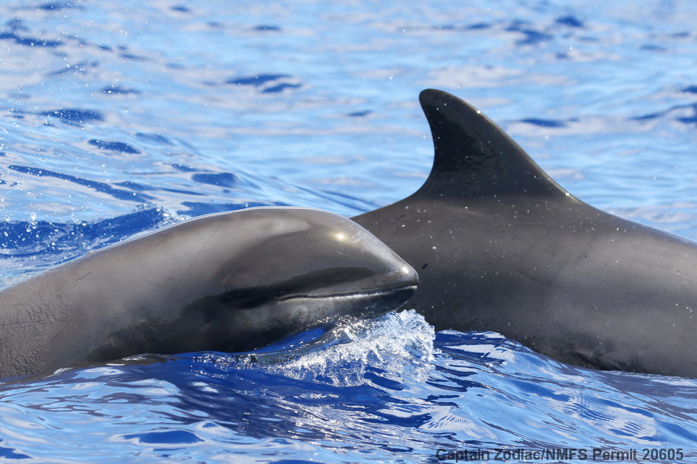 melon-headed whale, Peponocephala, Hawaii