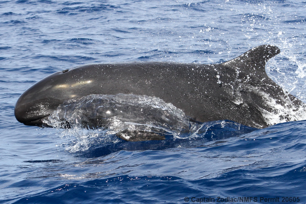 false killer whale, Pseudorca, Hawaii, endangered