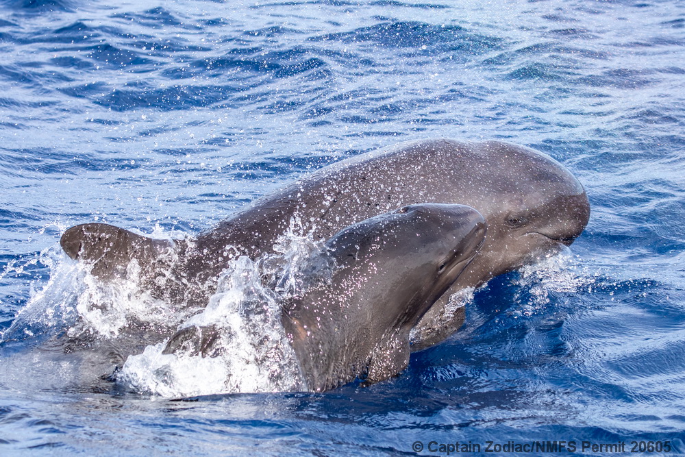 false killer whale, Pseudorca, Hawaii, endangered