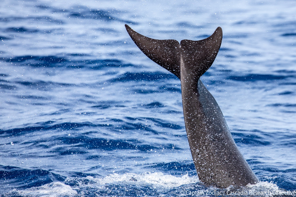 false killer whale, Hawaii, Pseudorca, endangered