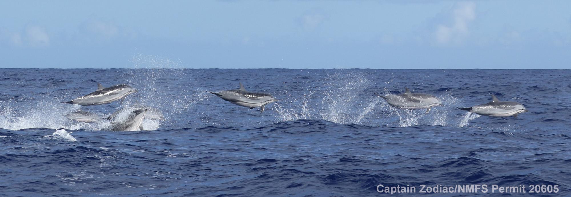 striped dolphin, Stenella coeruleoalba, Hawaii, Kona