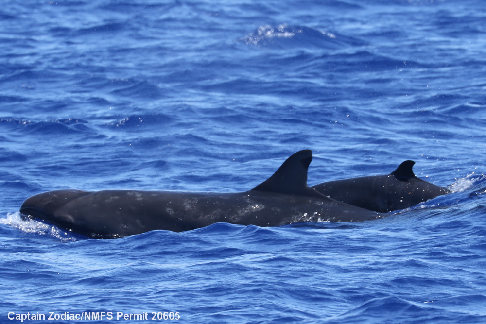 false killer whale, Pseudorca, Hawaii, Kona, pelagic