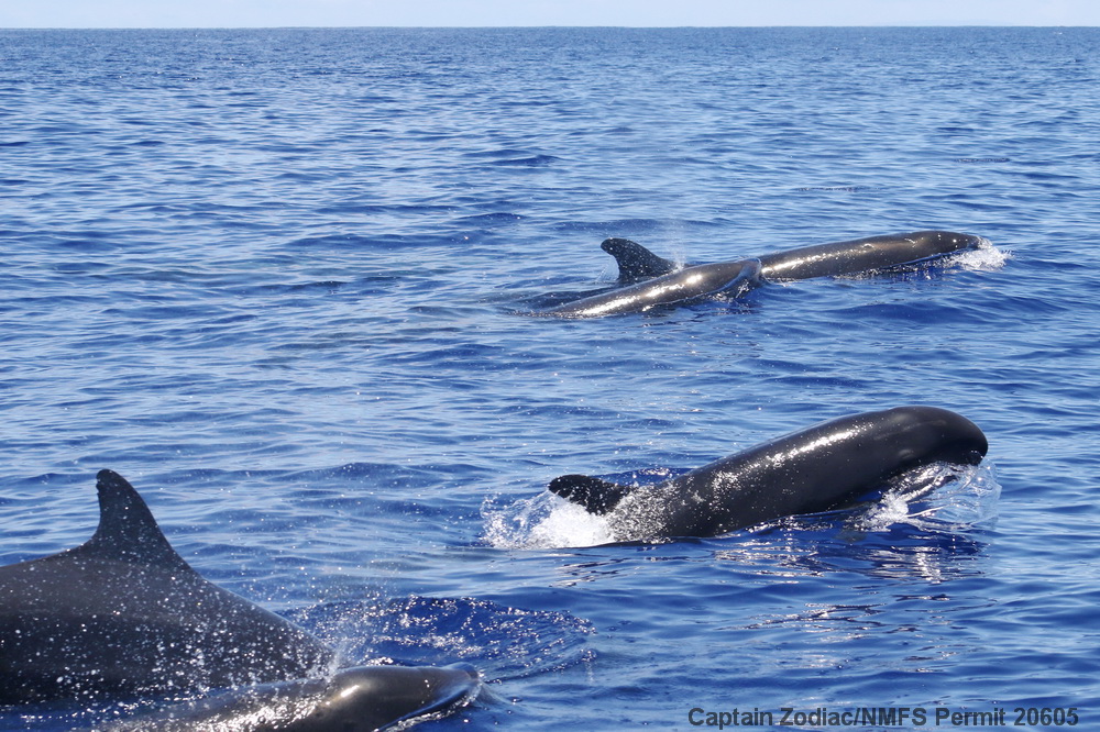false killer whale, Pseudorca, Pseudorca crassidens, pelagic, Kona, Hawaii, research, tagging