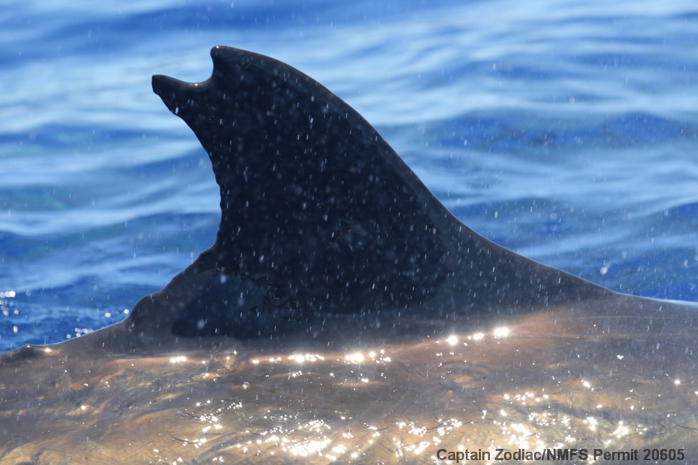 false killer whale, photo-identification, photo-ID, Hawaii, Kona, research, Pseudorca