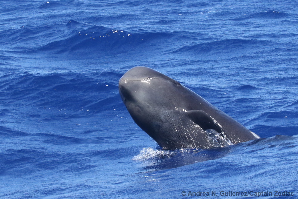 Short-finned pilot whale, breach, pilot whale, Hawaii, Globicephala, Kona
