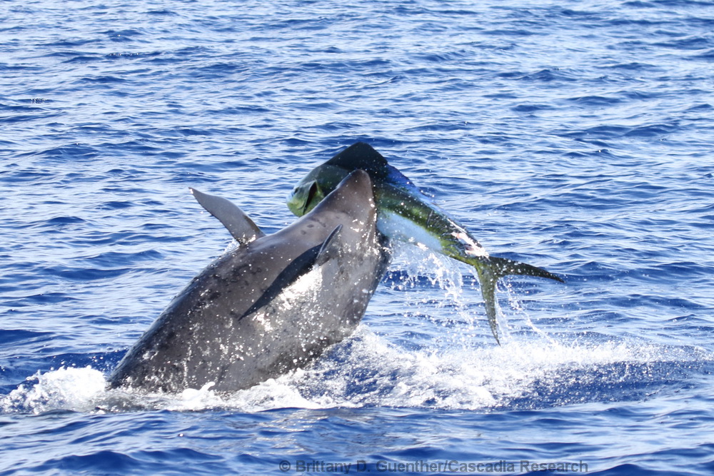 Pseudorca, odontocete, false killer whale, Hawaii, Kona, predation, mahi mahi, fish, whale
