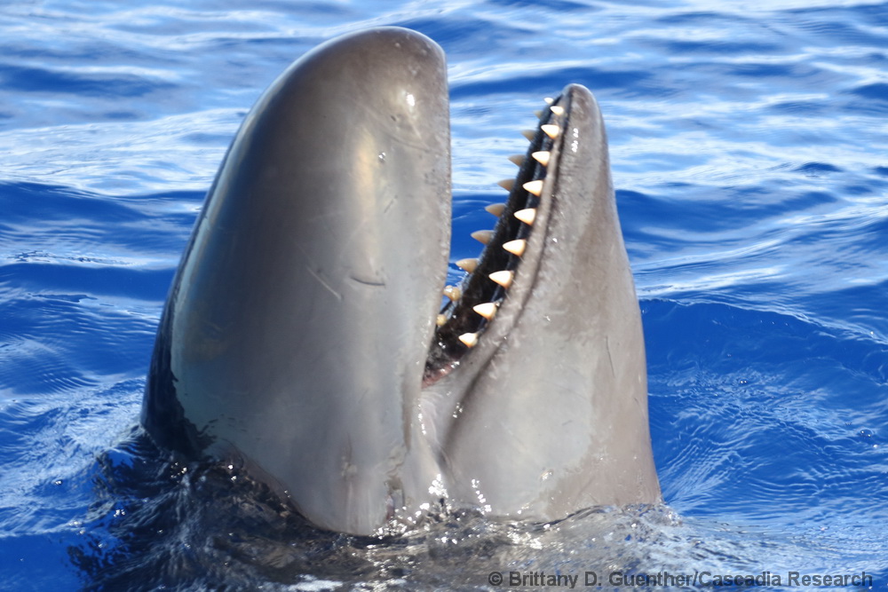 Pseudorca, odontocete, teeth, false killer whale, Hawaii, Kona, spyhop, spyhopping, whale