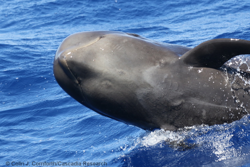 Short-finned pilot whale, breach, pilot whale, Hawaii, Globicephala, Kona