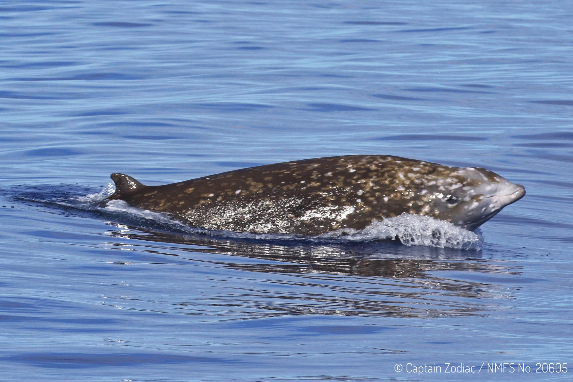 Cuvier's beaked whale, Ziphius, Hawaii