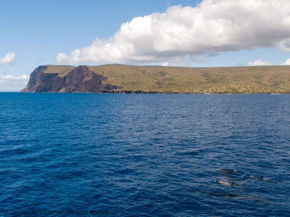 false killer whale, Pseudorca, Hawaii, endangered, Lanai