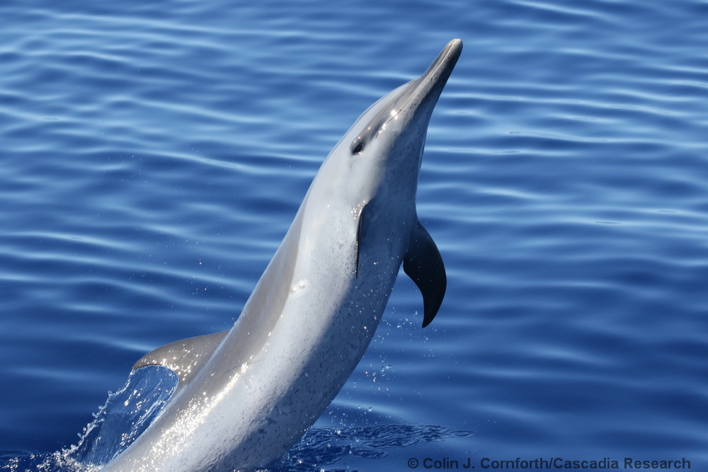 pantropical spotted dolphin, Stenella attenuata, Lanai, Hawaii, Maui
