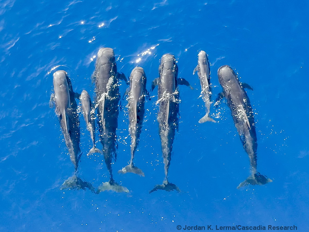 short-finned pilot whale, Hawaii, drone, UAS, neonate, Lanai, Maui, Globicephala